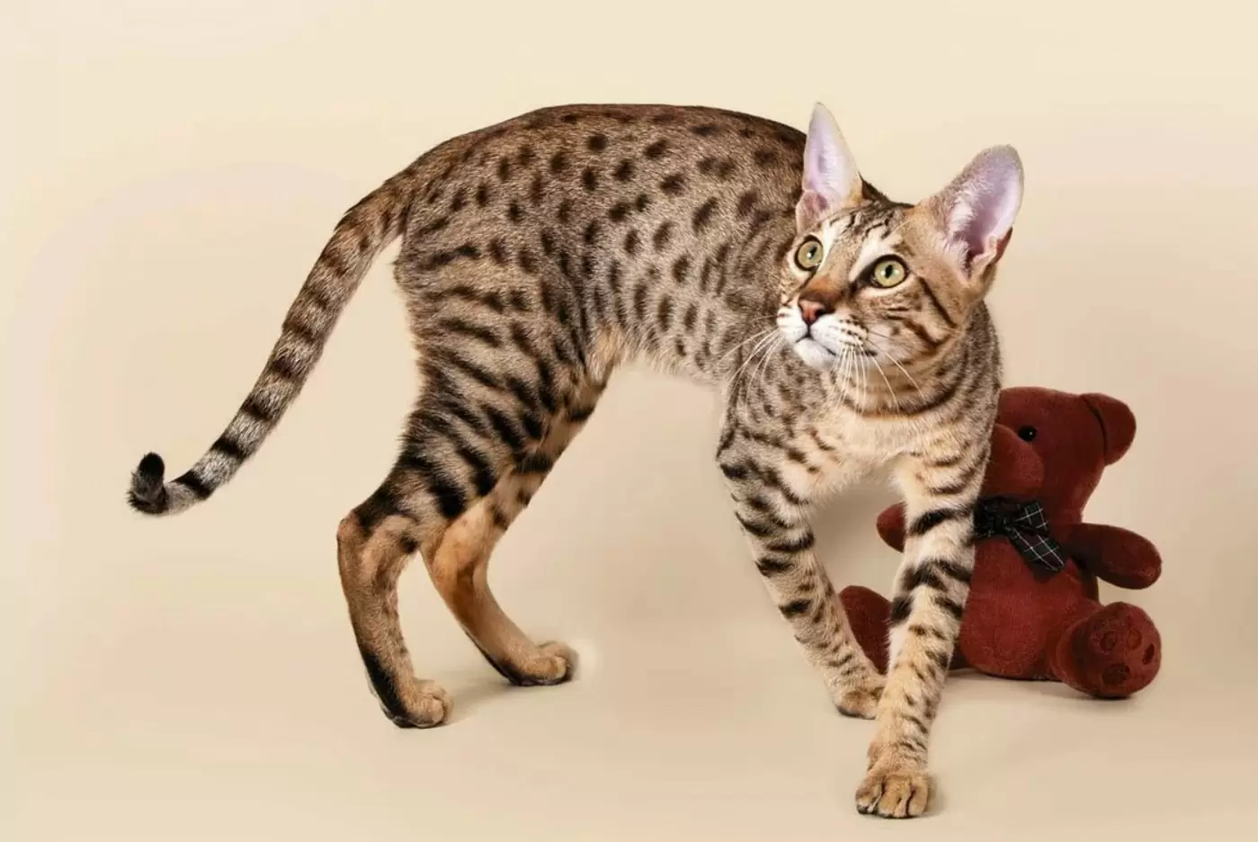 Саванна - большая домашняя кошка: описание породы, фото с человеком, характер, стандарты