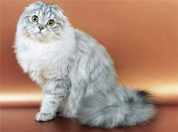 Шотландская длинношерстная прямоухая кошка хайленд-страйт