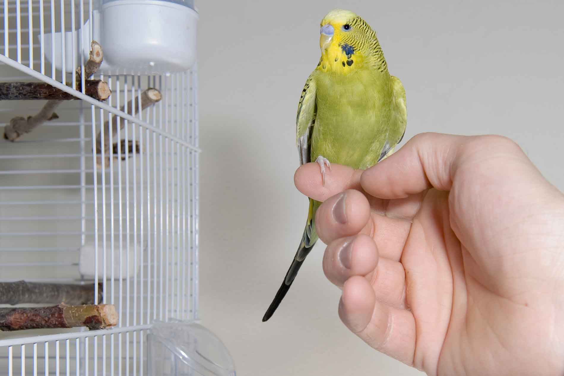 Волнистый попугай в доме – создаем комфортные условия пернатому питомцу