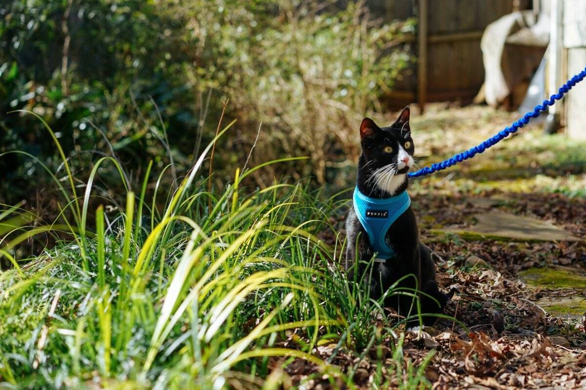 Нужно ли гулять с кошкой? | блог ветклиники "беланта"