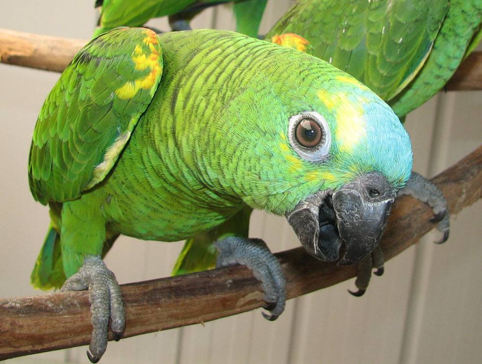 Попугай амазон: стоимость, виды, описание, уход