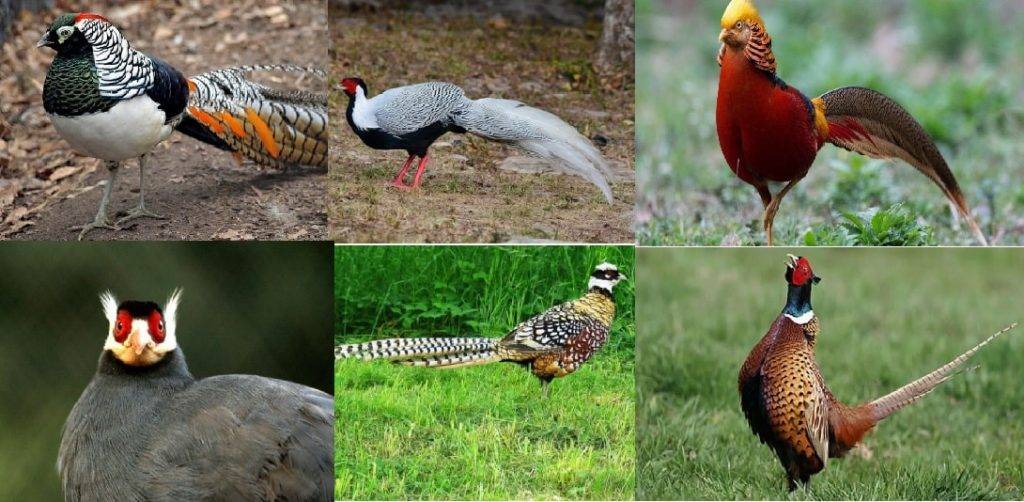 Обыкновенный фазан: описание, виды и содержание