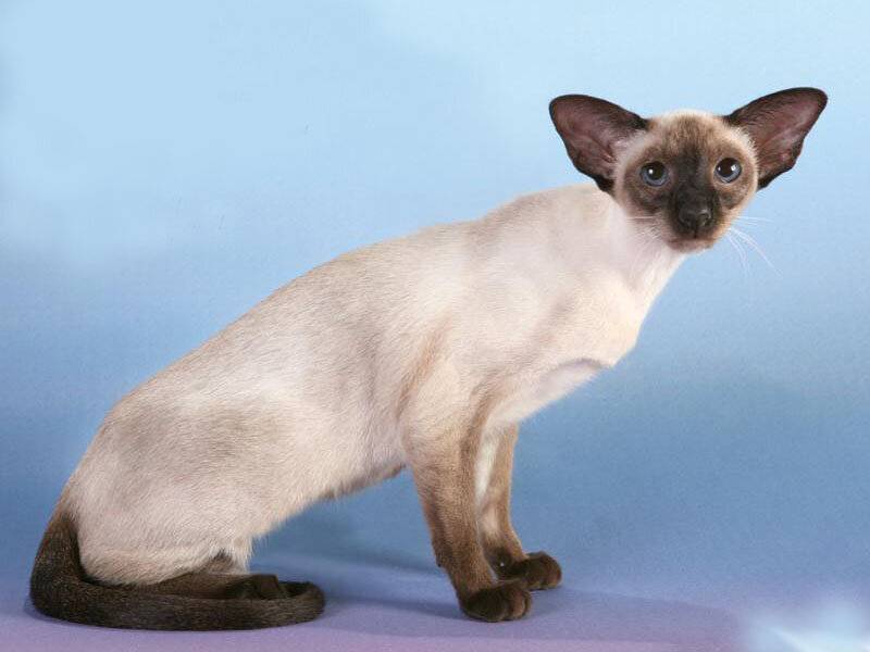 Сиамская кошка: благородное животное с синими глазами