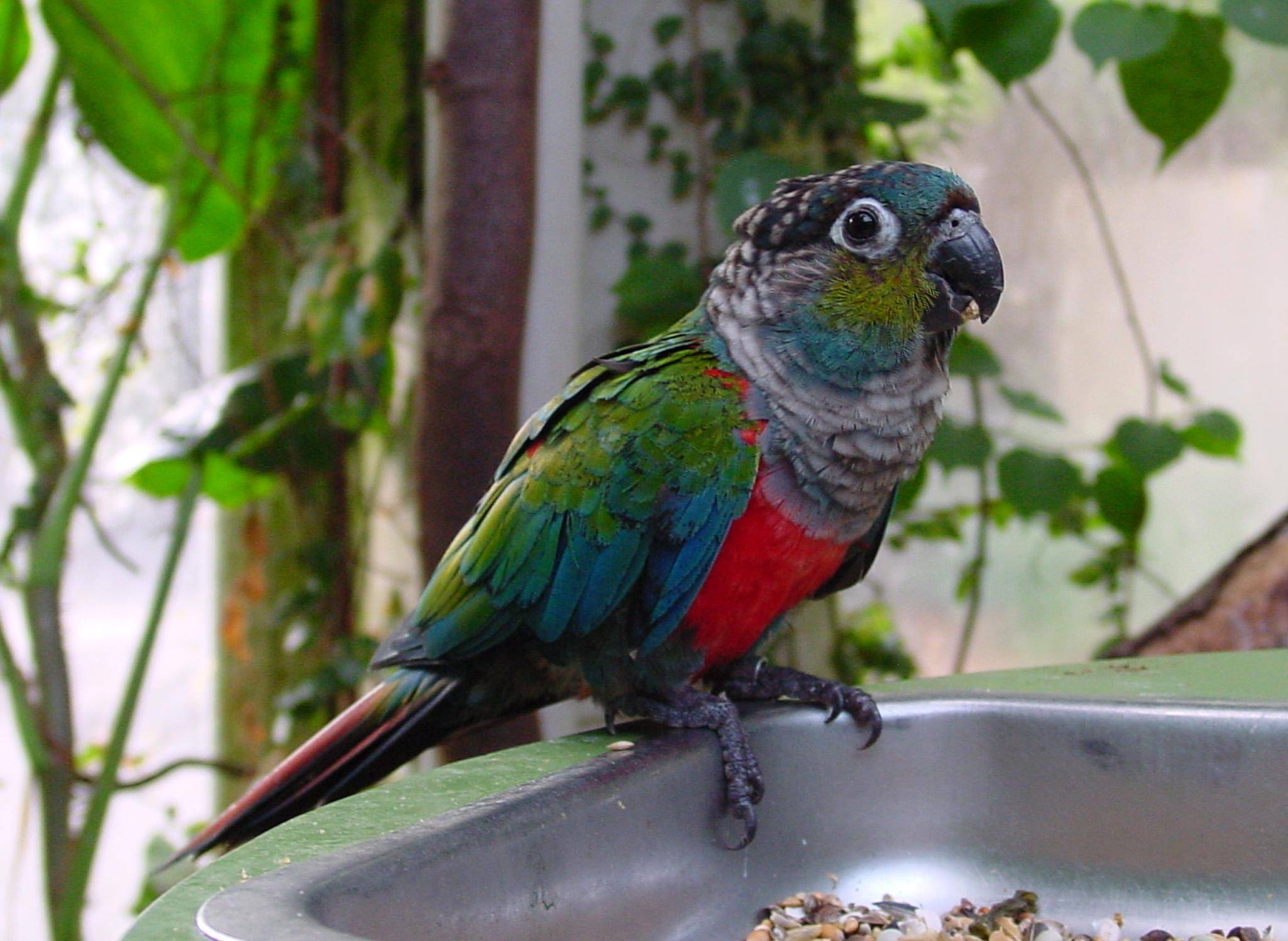 Попугай пиррура: описание вида, содержание в домашних условиях