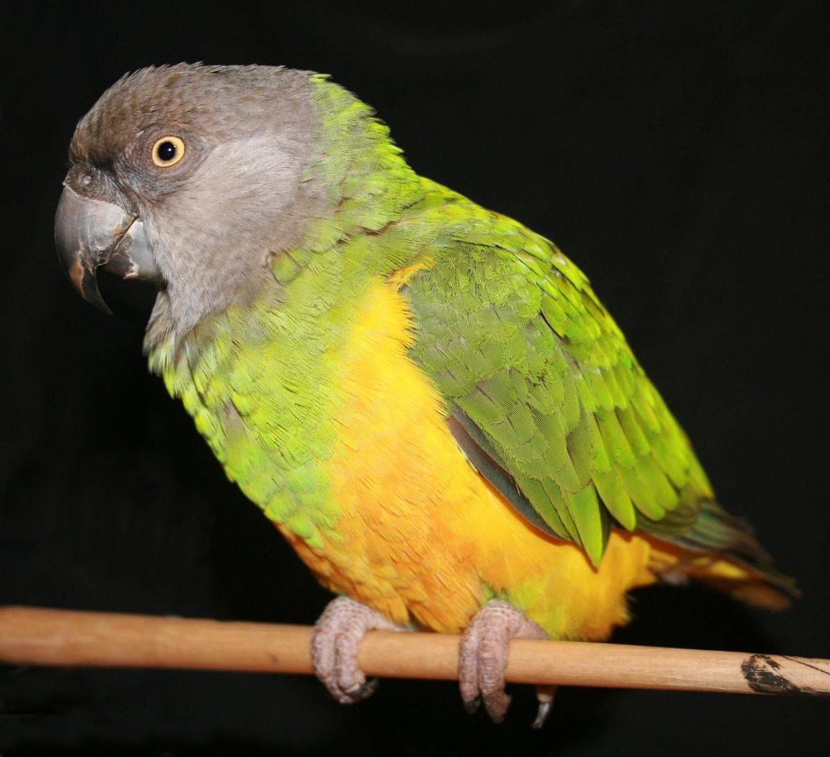 Сенегальский длиннокрылый попугай - подвиды, уход и содержание