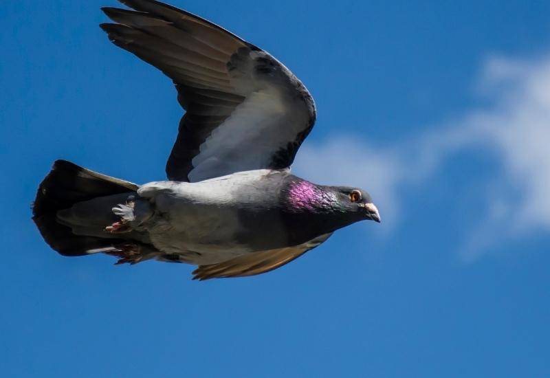 Дикий голубь: название видов и пород, их описания и характеристики