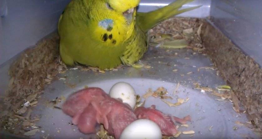 Сколько живут в домашних условиях волнистые попугаи, как продлить срок их жизни