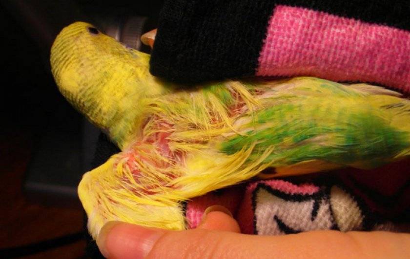 Линька у волнистых попугаев или почему выпадают перья: симптомы, сколько длится первая линька?