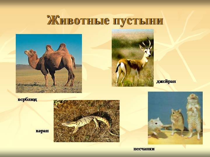 Животные пустынь и полупустынь | уголок россии...отчий дом.
