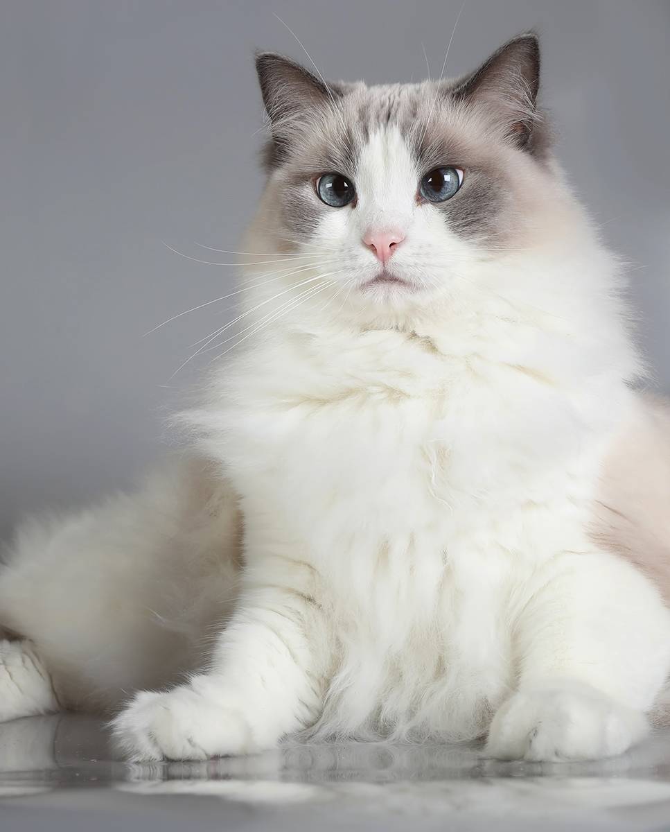 Рэгдолл: описание породы, фото кошки, характер, окрасы, размеры и вес, отзывы владельцев