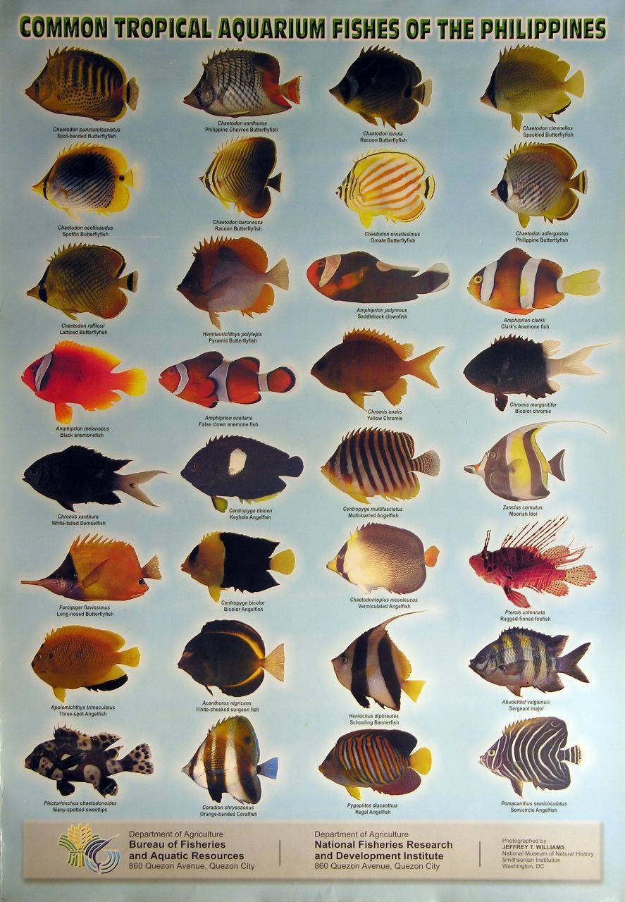 Аквариумные рыбки (фото и название): выбираем питомца - kot-pes