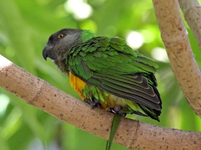 (обновлено) сенегальский попугай: описание, содержание, достоинства вида, цена, уход и кормление