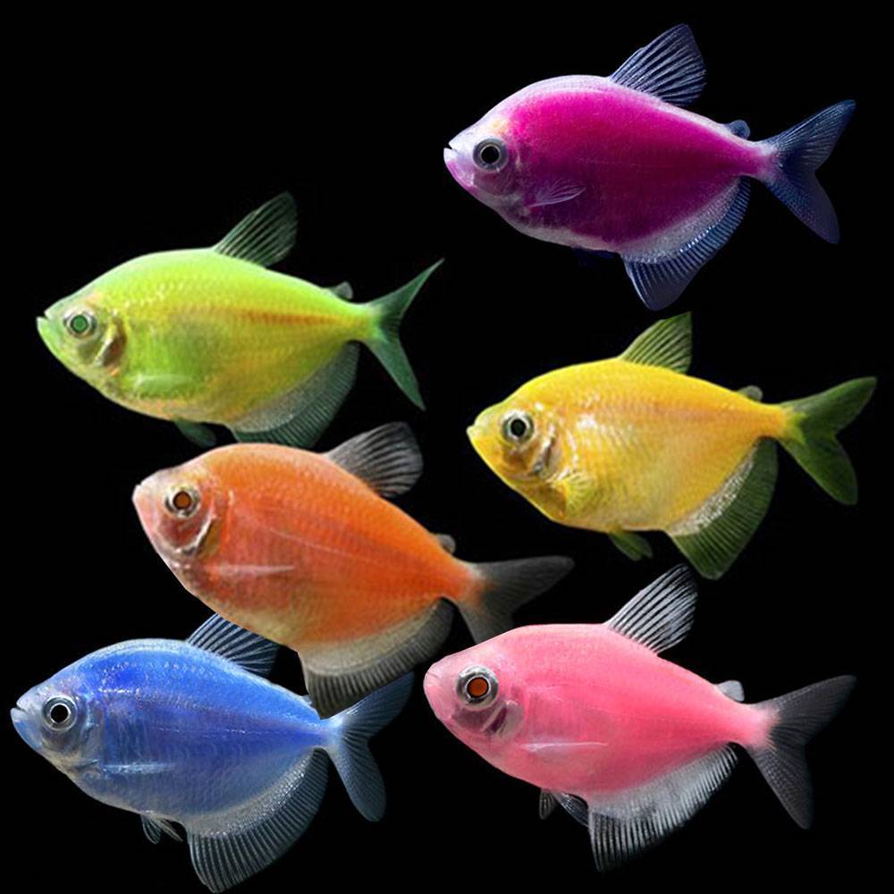 Топ-20 самых красивых аквариумных рыбок: фото и названия