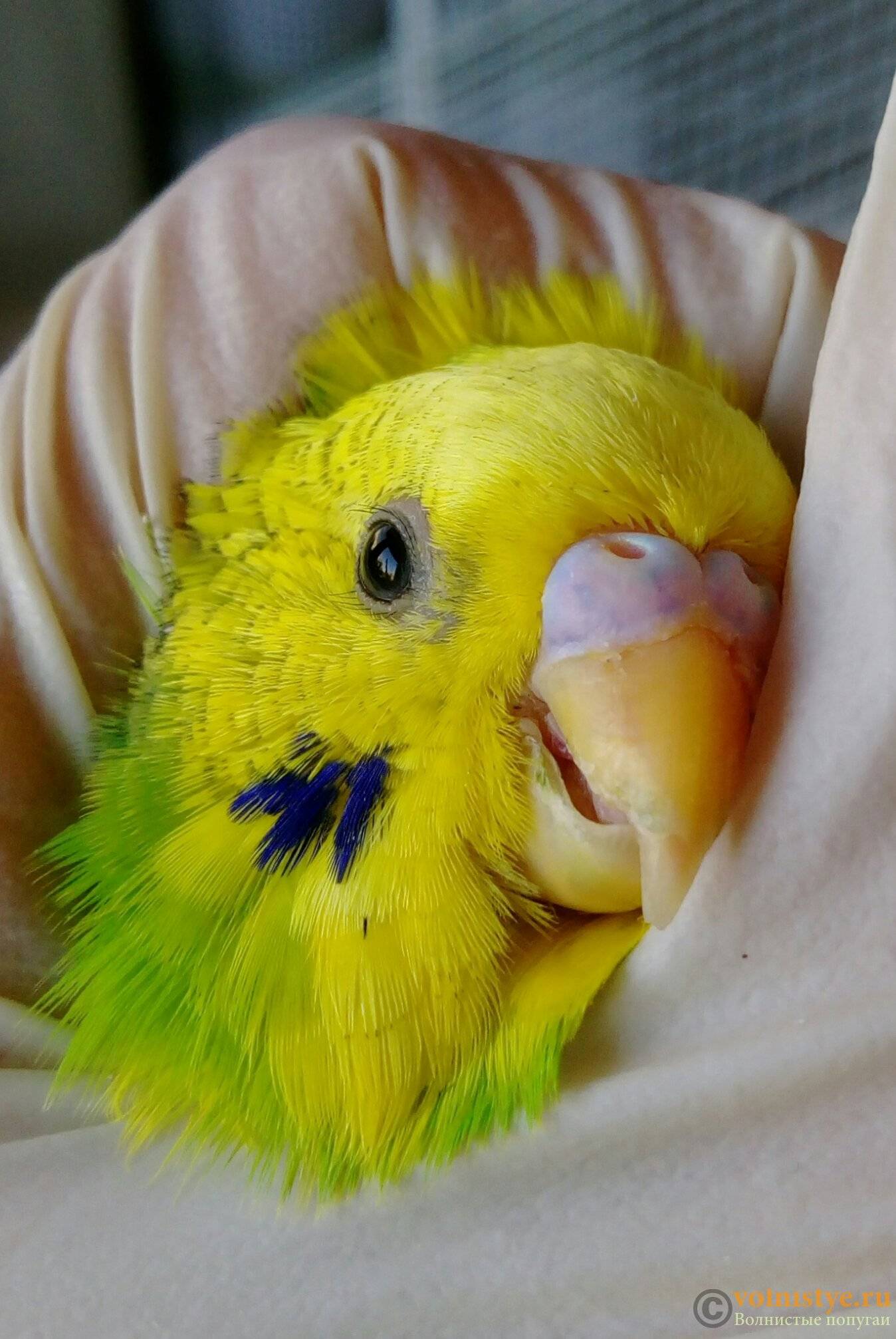Клещи у волнистых попугаев: виды, симптомы, и как лечить питомца в домашних условиях