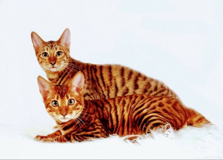 Тойгер: содержание необычной кошки в домашних условиях