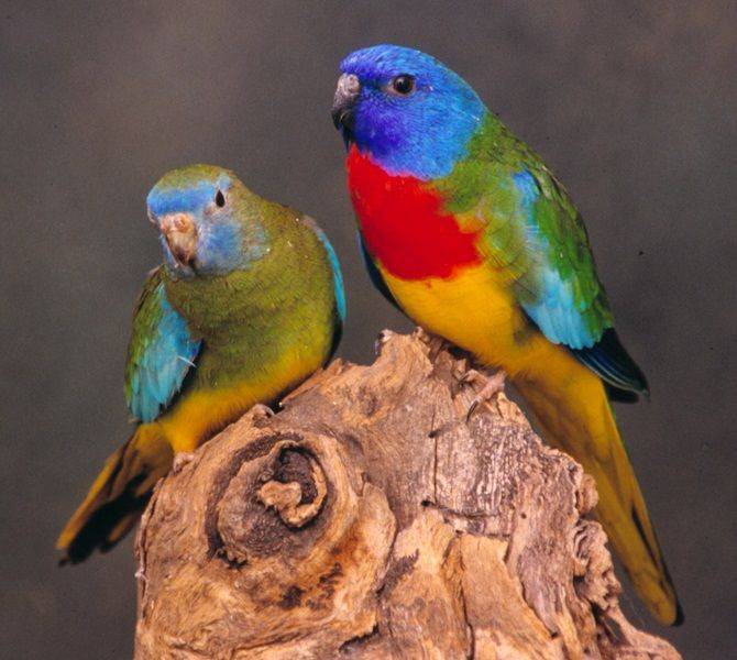 Травяные попугаи: лазурный, глянцевый, розовобрюхий: фото, описание