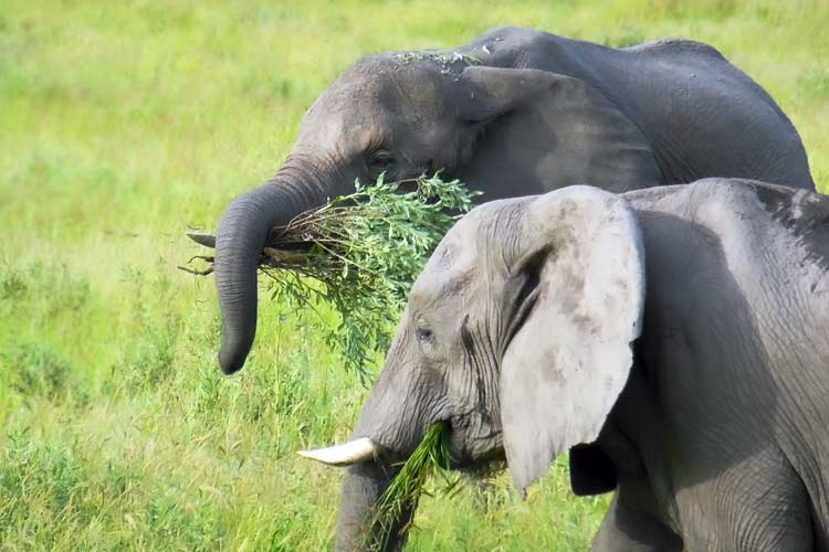 Что едят слоны – ежедневный рацион