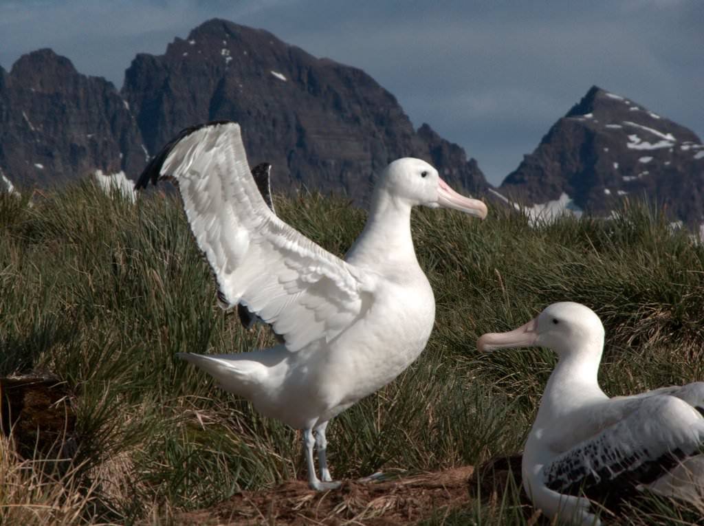 Странствующий альбатрос: интересные факты о животном. обитание и питание