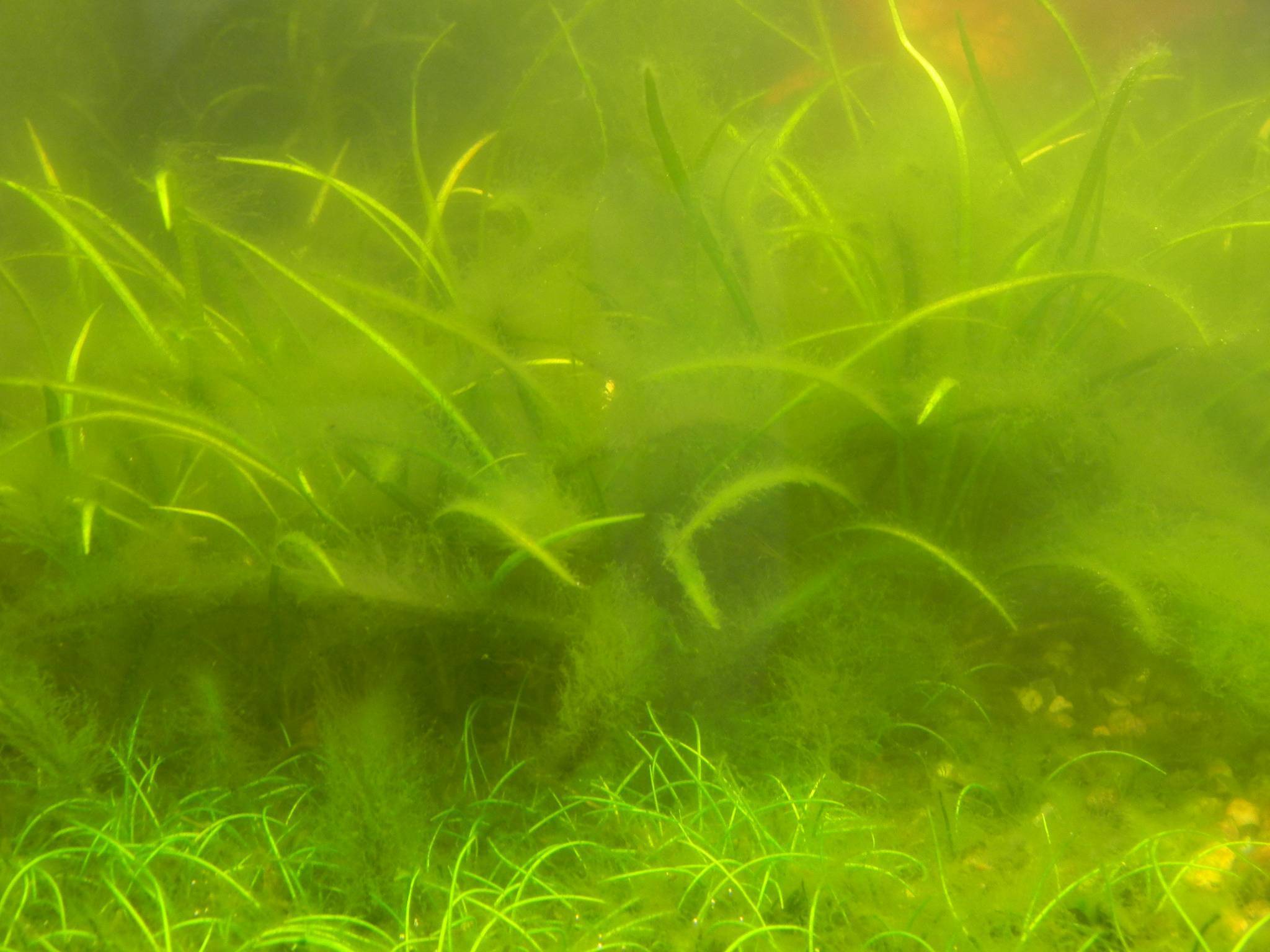 Почему в аквариуме быстро зеленеет вода и как с этим бороться
