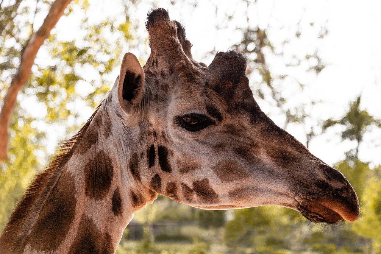 Почему у жирафа … такие длинные шея, ноги и язык