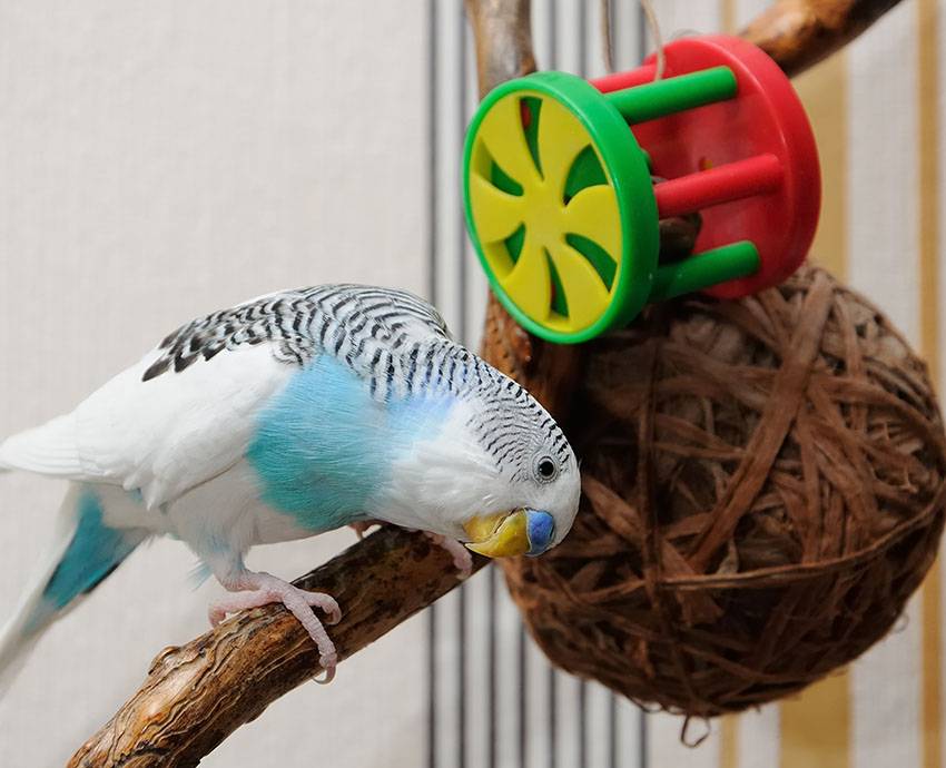 Как приручить пару волнистиков или больше? - приручение и обучение волнистых попугайчиков - форумы mybirds.ru - все о птицах