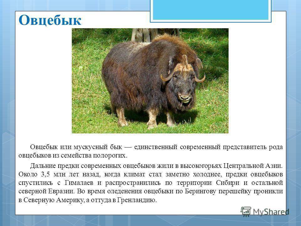 Овцебык - muskox - abcdef.wiki