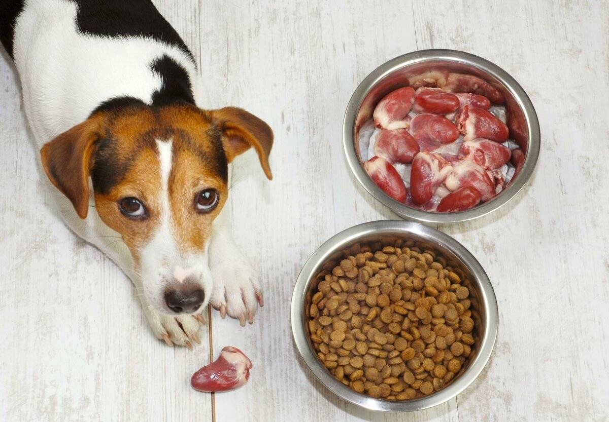 Можно ли собаке хлеб и макароны? | блог ветклиники "беланта"