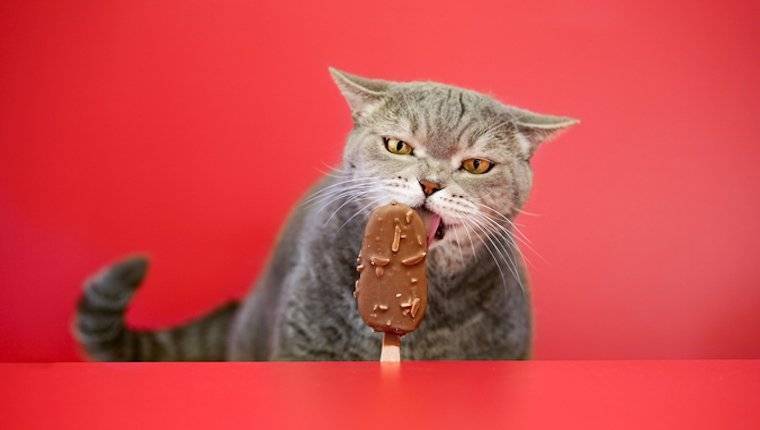 Можно ли кошкам сладкое: польза и вред, подробное описание почему кошкам нельзя сладкую еду