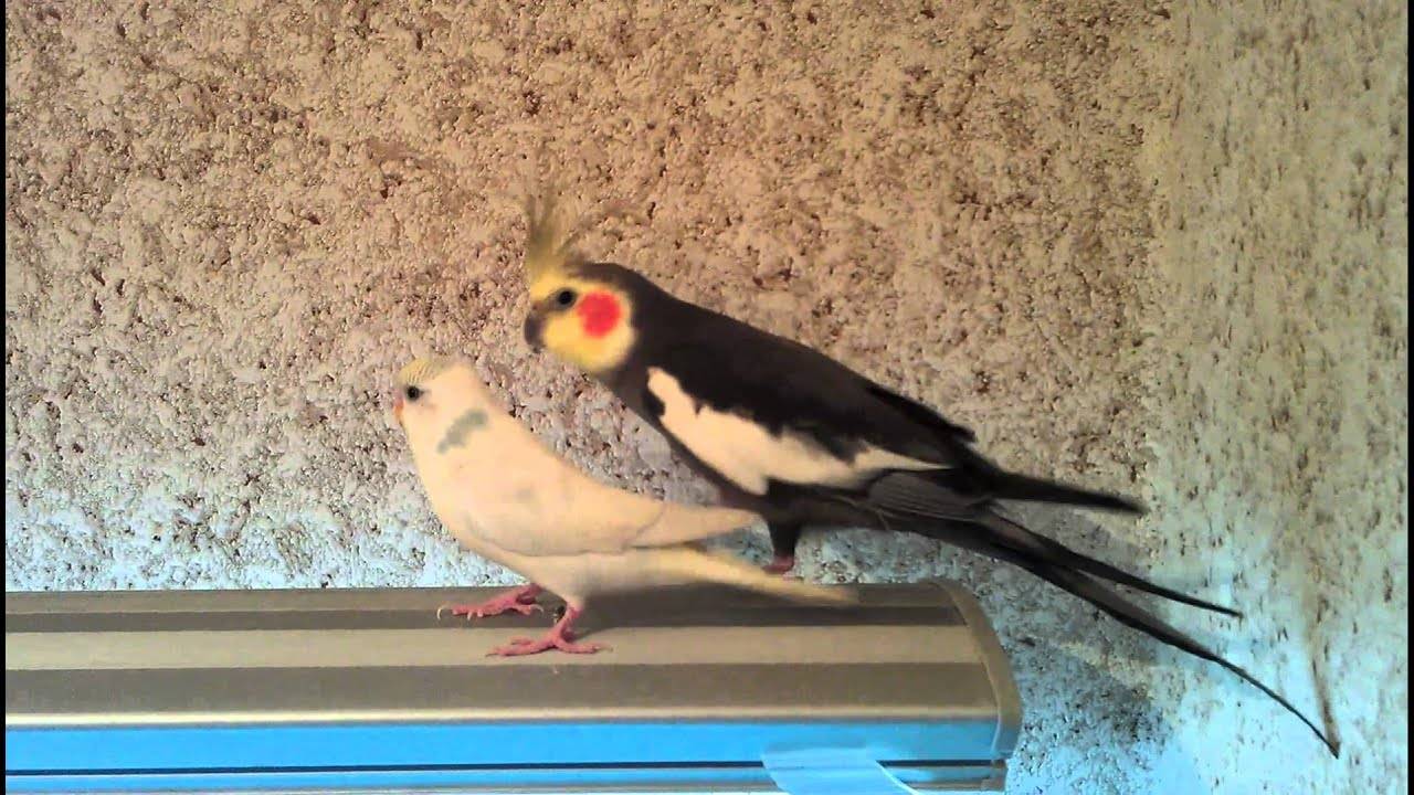 Попугай корелла: уход и содержание в домашних условиях