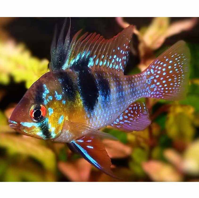 Апистограмма рамирези: содержание и разведение рыб в домашних аквариумах