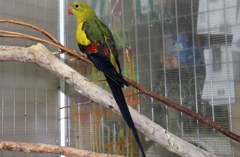 Роскошный горный попугай: содержание, фото