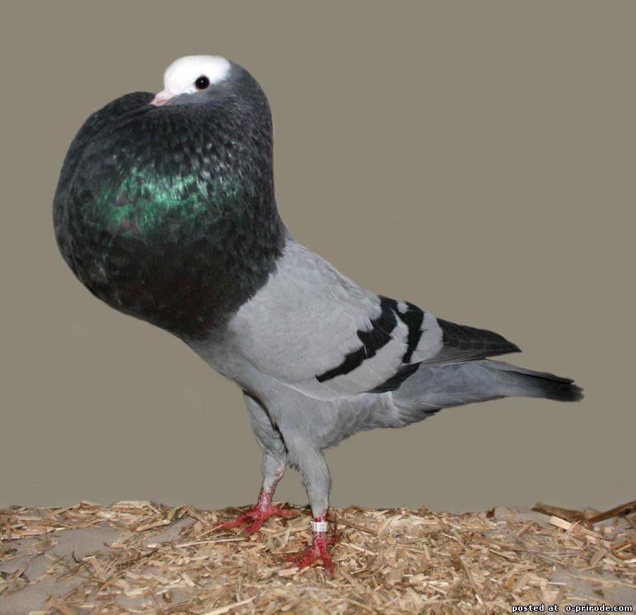 Названия и характеристики декоративных пород голубей с фотографиями для каждого вида
