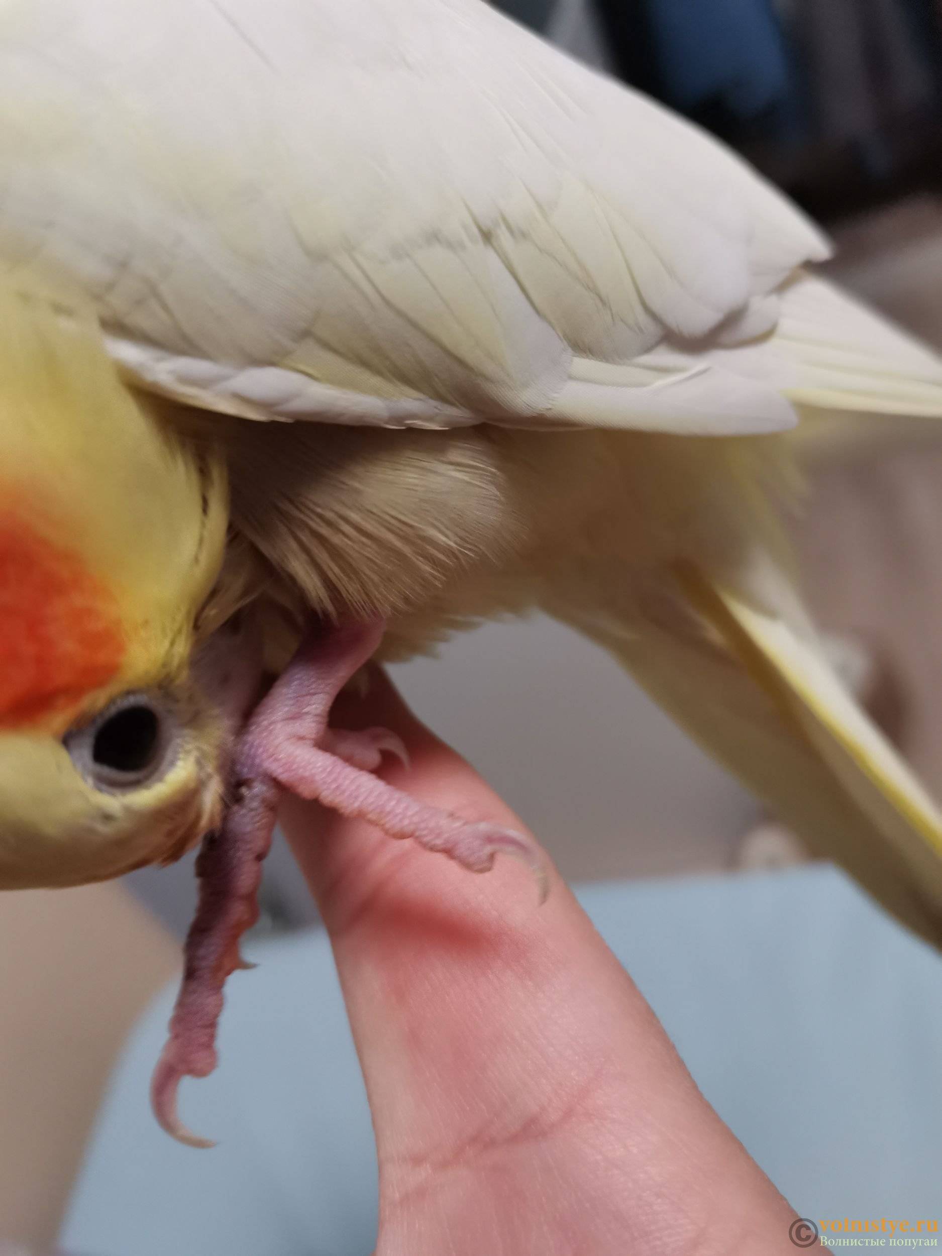 Попугай чихает: причины и методы лечения