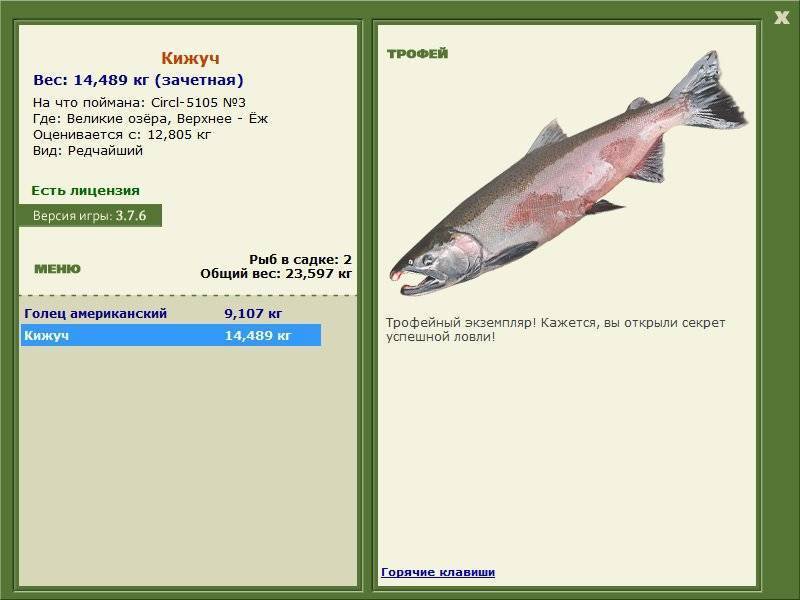 Ловля рыбы кижуч: описание, фото и способы ловли кижуча