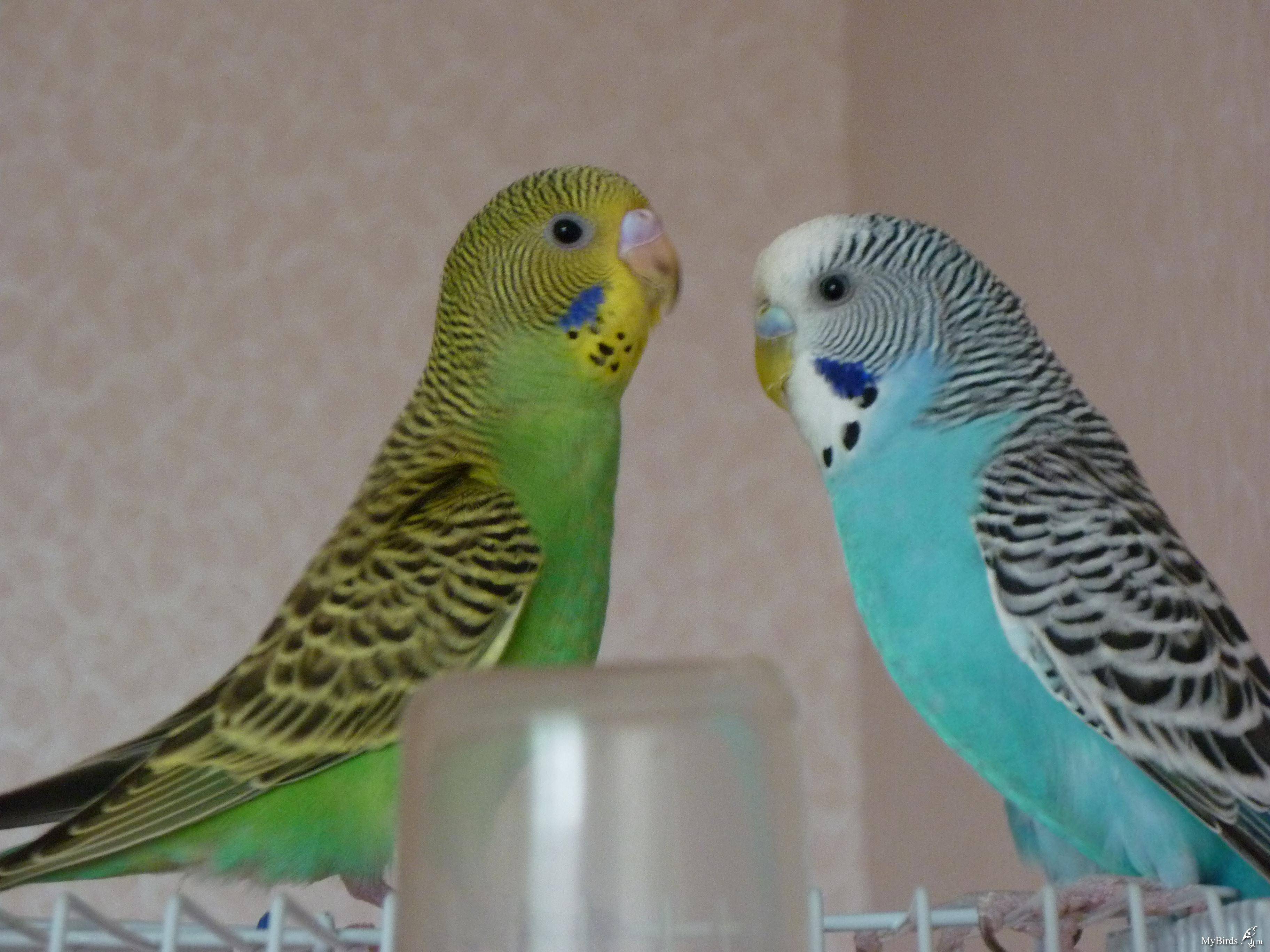 Как правильно выбрать волнистого попугая при покупке: полезные советы