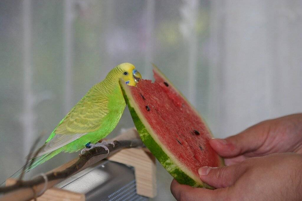 Что едят попугаи в домашних условиях, корма для попугаев
