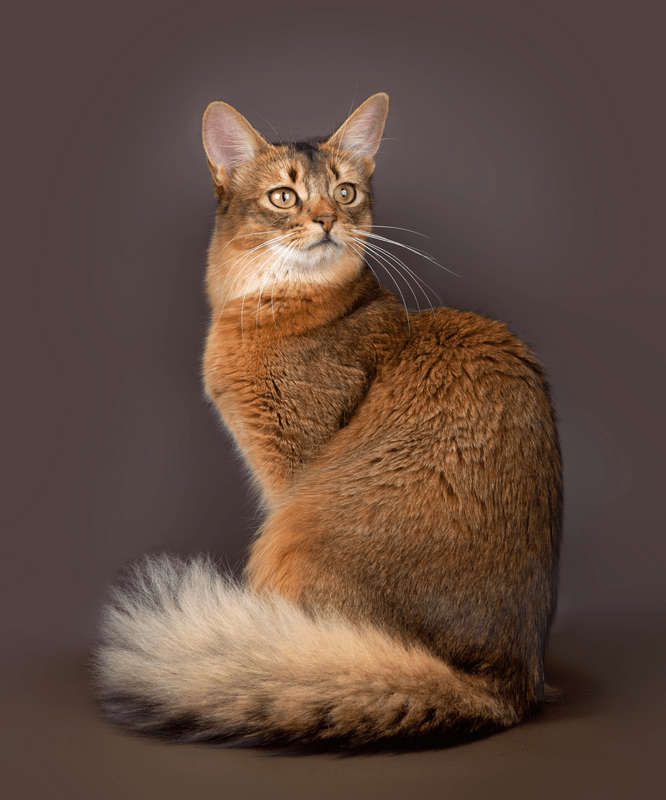 Сомалийская кошка (сомали): описание, характер, уход и содержание, кормление