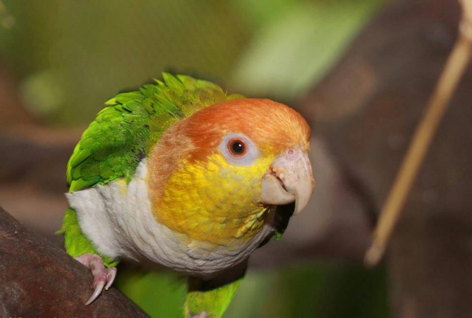 Бурошапочный толстоклювый попугай
