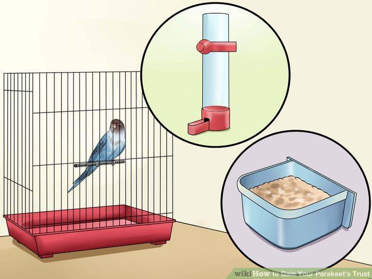 Как приручать волнистых попугаев - wikihow