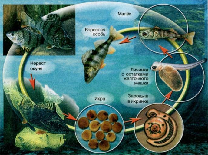 Спаривание рыб: особенности размножения в домашних условиях