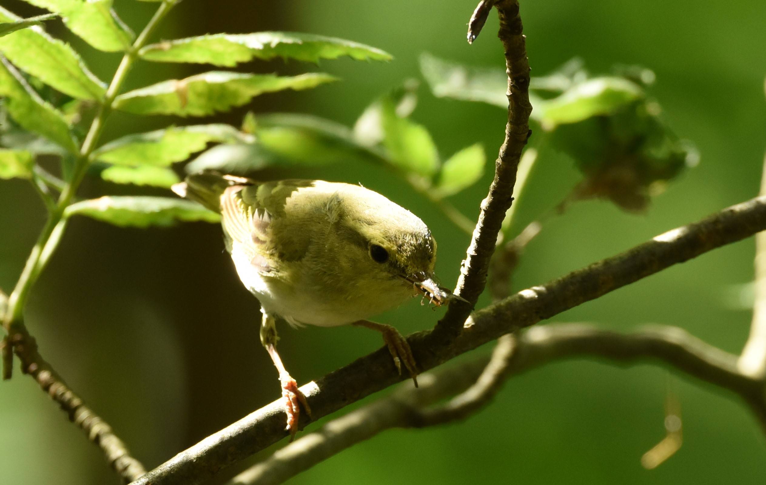 Зеленушка птица. описание, особенности, виды, образ жизни и среда обитания зеленушки