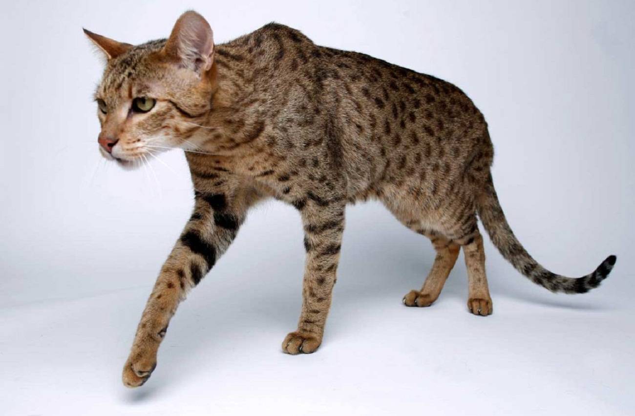 Ашера кошка: фото, описание породы, характер, цены