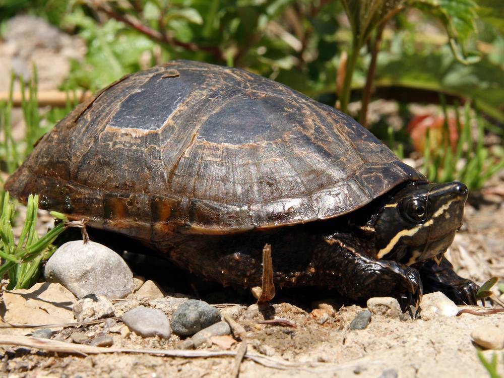 Обыкновенная мускусная черепаха | мир животных и растений