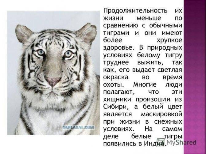 Тигры. ареал обитания, принципы охоты, социальное поведение тигров, взаимодействие с человеком