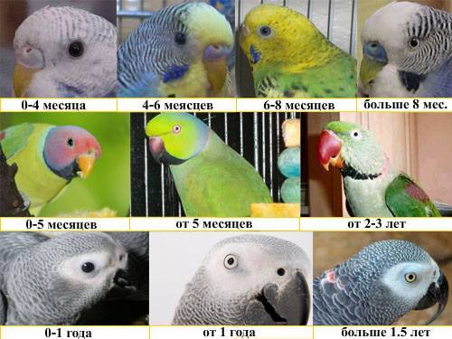 Способы определения возраста волнистого попугая