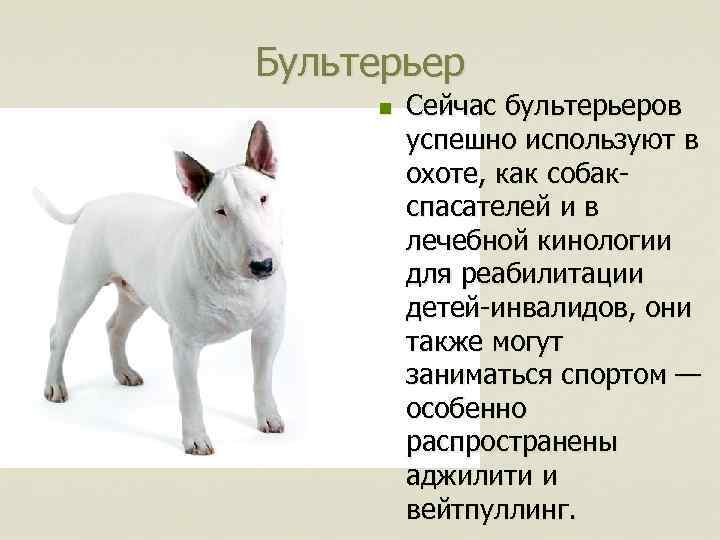 Порода собак бультерьер: фото, характеристики, описание :: syl.ru