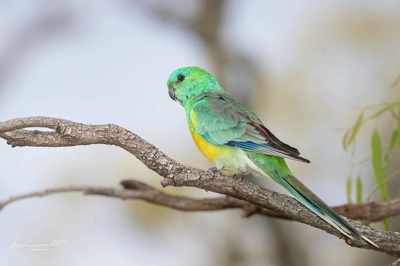 Фото попугаи певчие: содержание в домашних условиях, отзывы, фото —  
