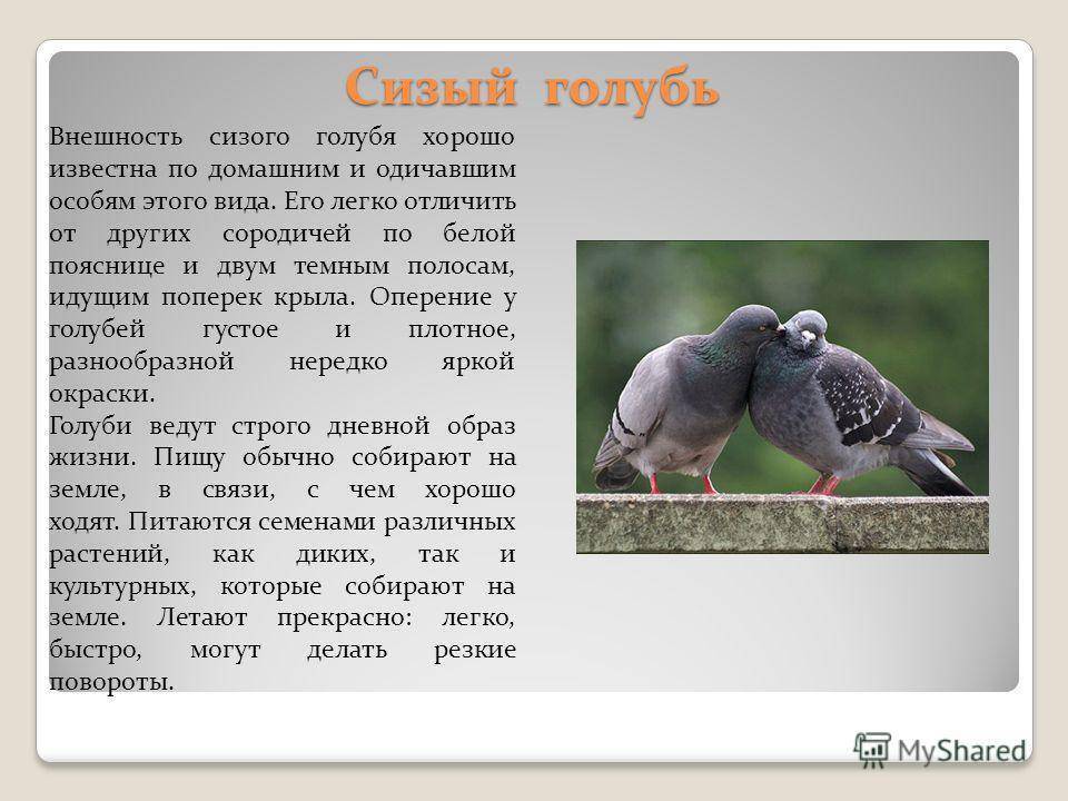 Дикие голуби: фото, названия и описание лесных и диких птиц