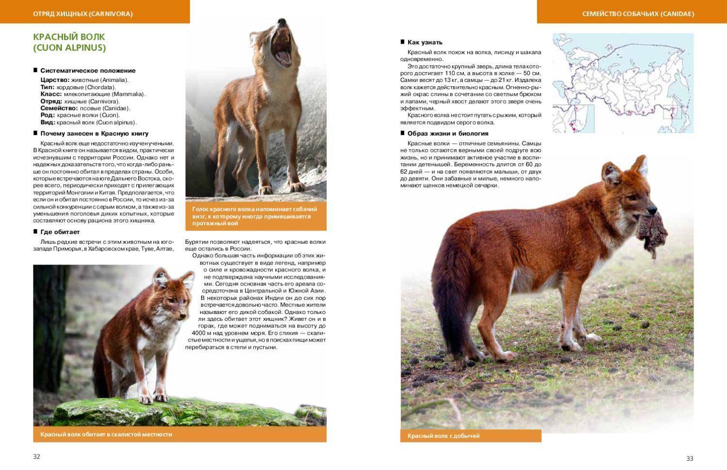 Животные красной книги россии на красных страницах с фото и названиями
