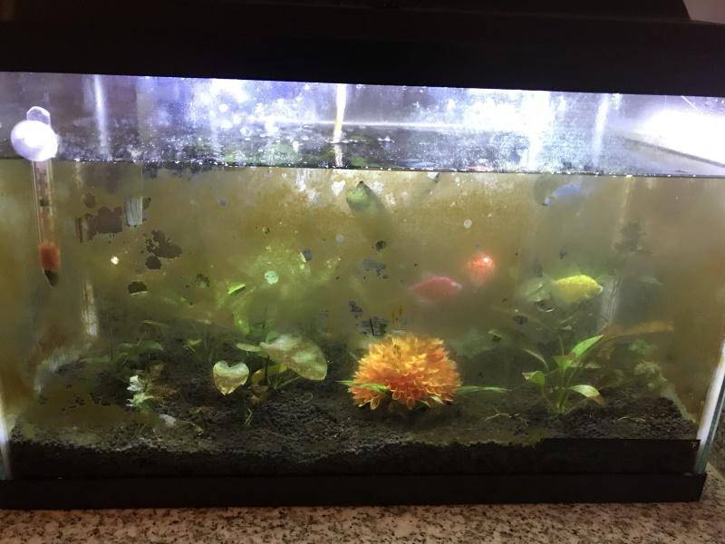 Почему цветет вода в аквариуме, что делать и как с этим бороться: таблетки и другие средства, чтобы избавиться от цветения